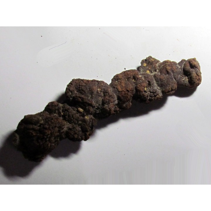 coprolithe - cenozoique - madagascar (8)