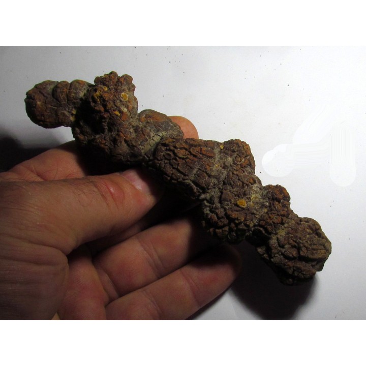 coprolithe - cenozoique - madagascar (8)