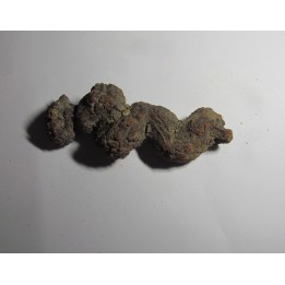 coprolithe - cenozoique - madagascar (9)