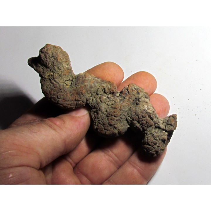 coprolithe - cenozoique - madagascar (9)