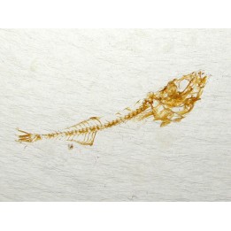 GASTEROTEUS STICKLEBACK (4)