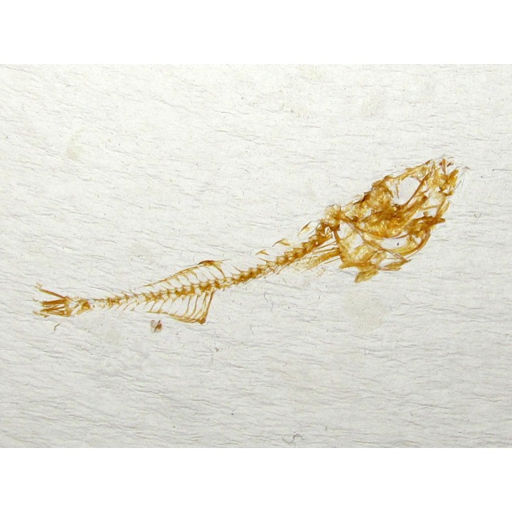 GASTEROTEUS STICKLEBACK (4)