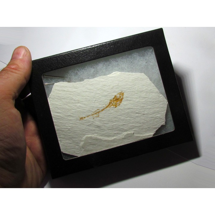 GASTEROTEUS STICKLEBACK (5)