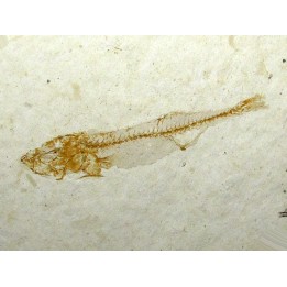 GASTEROTEUS STICKLEBACK (6)