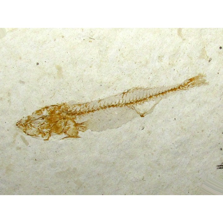 GASTEROTEUS STICKLEBACK (6)