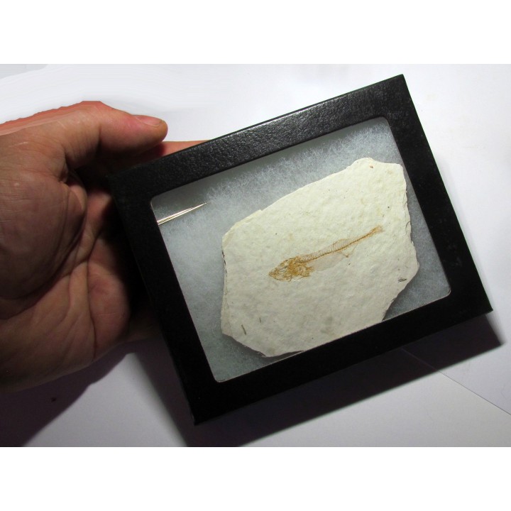 GASTEROTEUS STICKLEBACK (6)