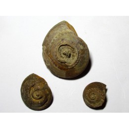 set of 3 trepospira sp. (1)