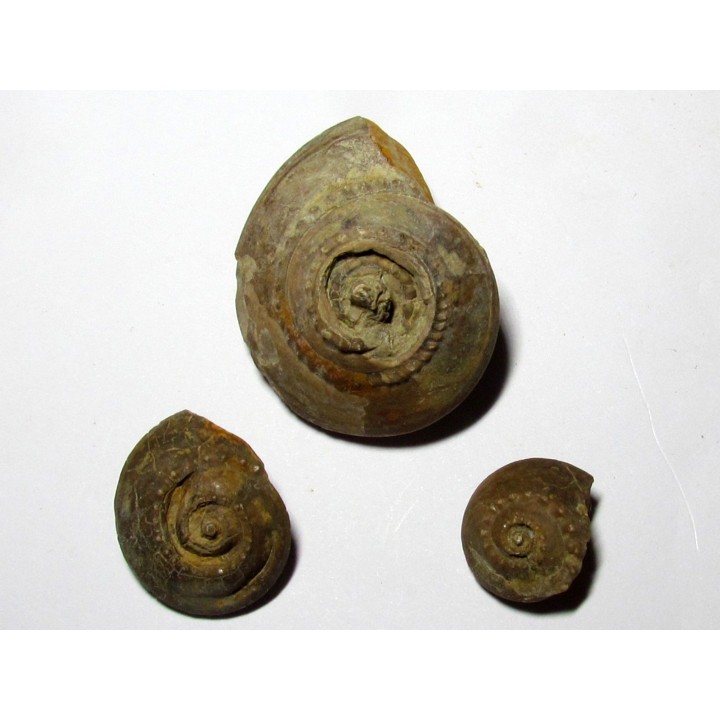 set of 3 trepospira sp. (1)