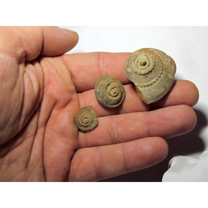 lot de 3 trepospira sp. (1)