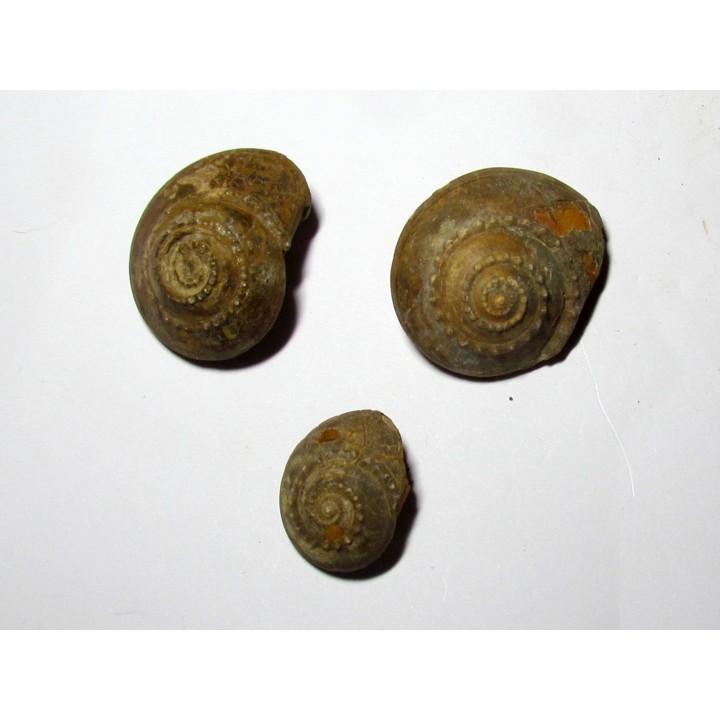 lot de 3 trepospira sp. (2)