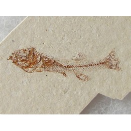 FUNDULUS NEVADENSIS (2)