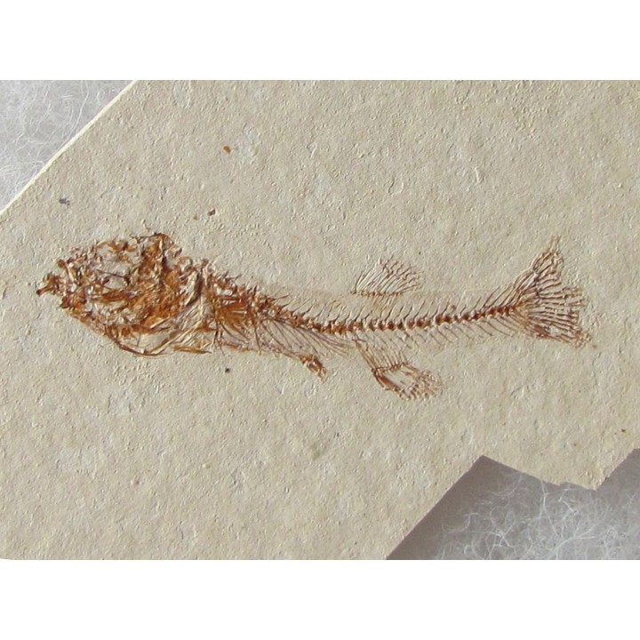 FUNDULUS NEVADENSIS (2)