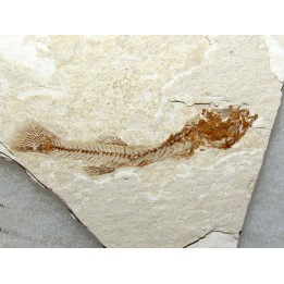 FUNDULUS NEVADENSIS (3)