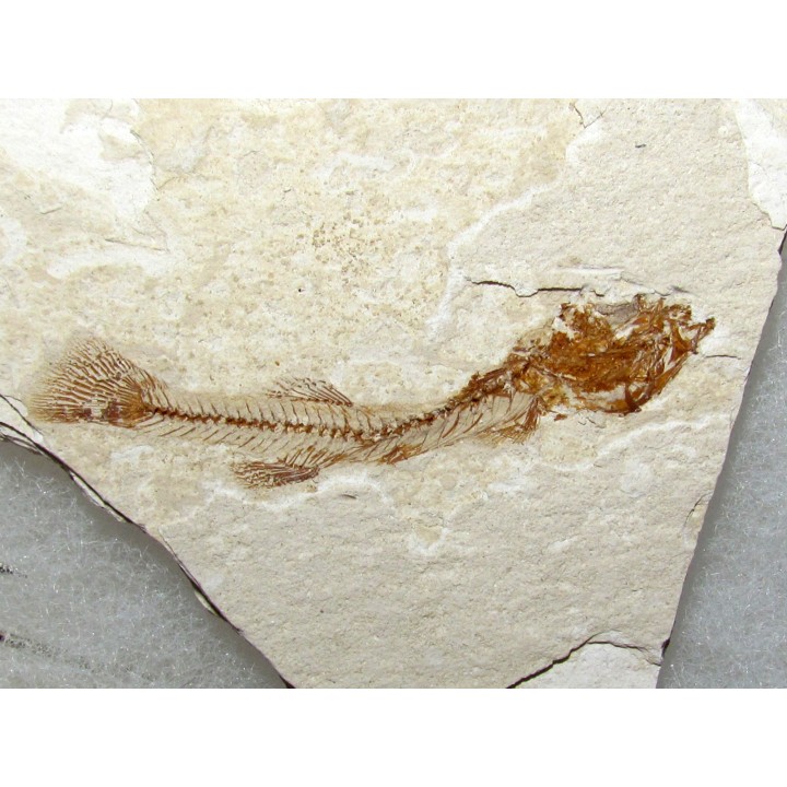 FUNDULUS NEVADENSIS (3)
