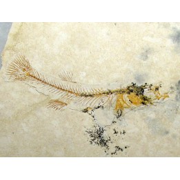 FUNDULUS NEVADENSIS (4)