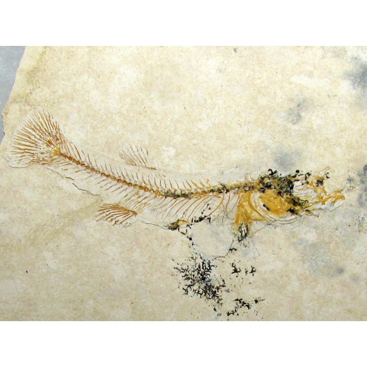 FUNDULUS NEVADENSIS (4)
