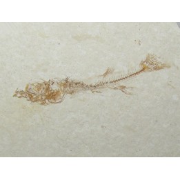 FUNDULUS NEVADENSIS (5)