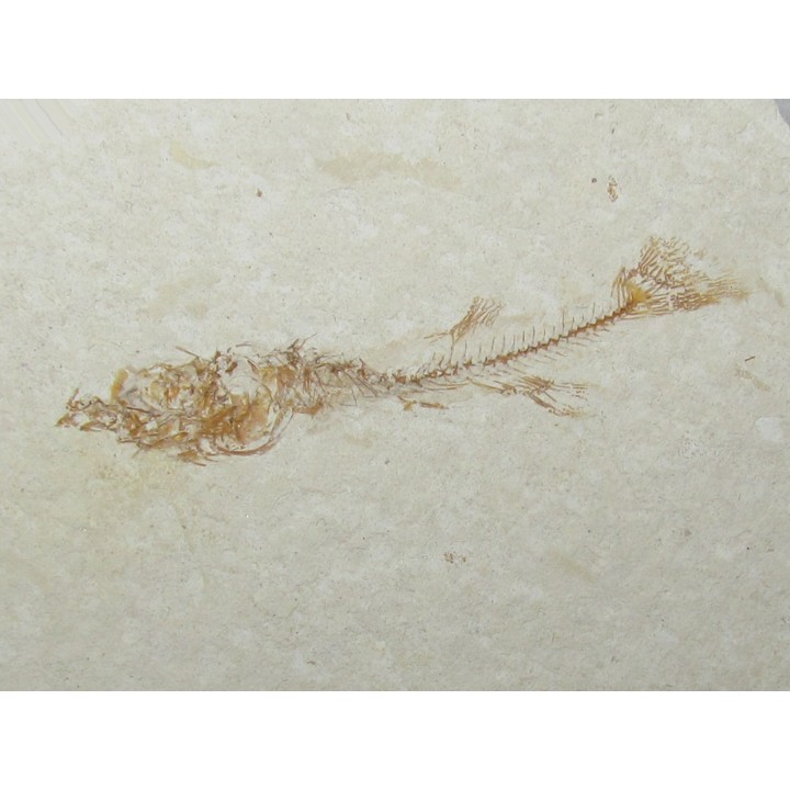 FUNDULUS NEVADENSIS (5)