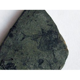 argyropelecus cosmovicii