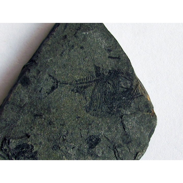 argyropelecus cosmovicii