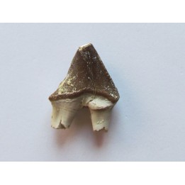 PAPOCETUS tooth (1)