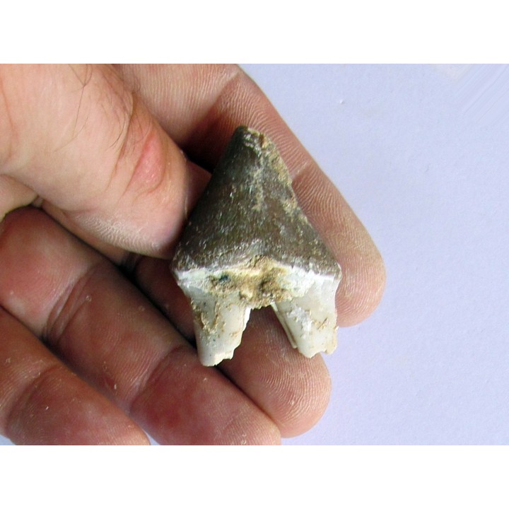 PAPOCETUS tooth (1)