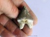 PAPOCETUS tooth (1)
