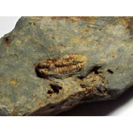 cyphaspis collini 