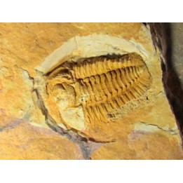 sinosaukia distincta