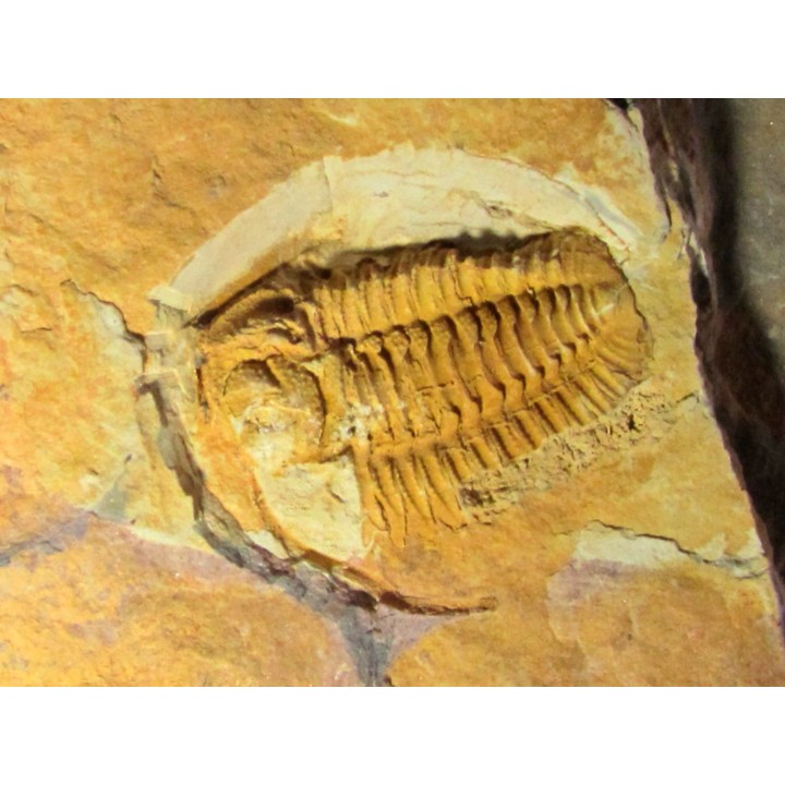 sinosaukia distincta