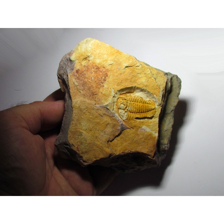 sinosaukia distincta