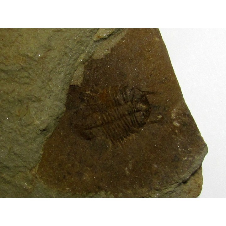 Mansuyites guangxiensis