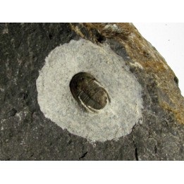 Koneprusites sp.  (3)