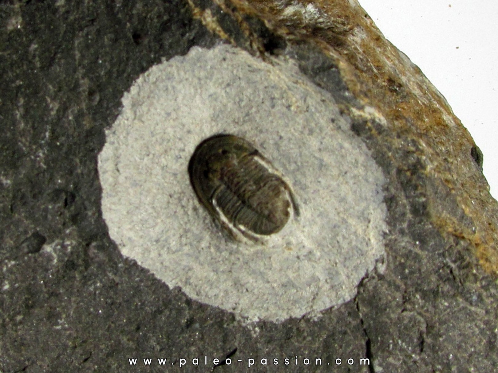 Koneprusites sp. (3)