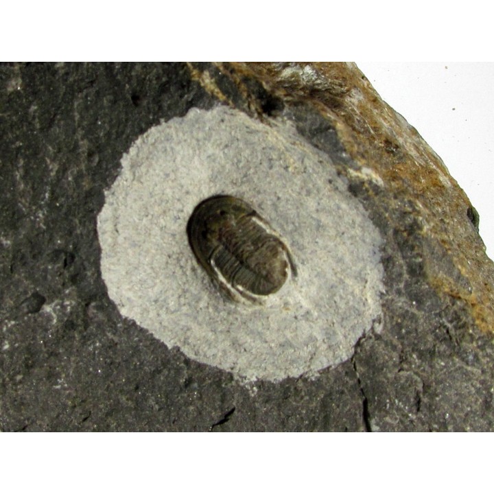 Koneprusites sp.  (3)