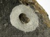 Koneprusites sp. (3)