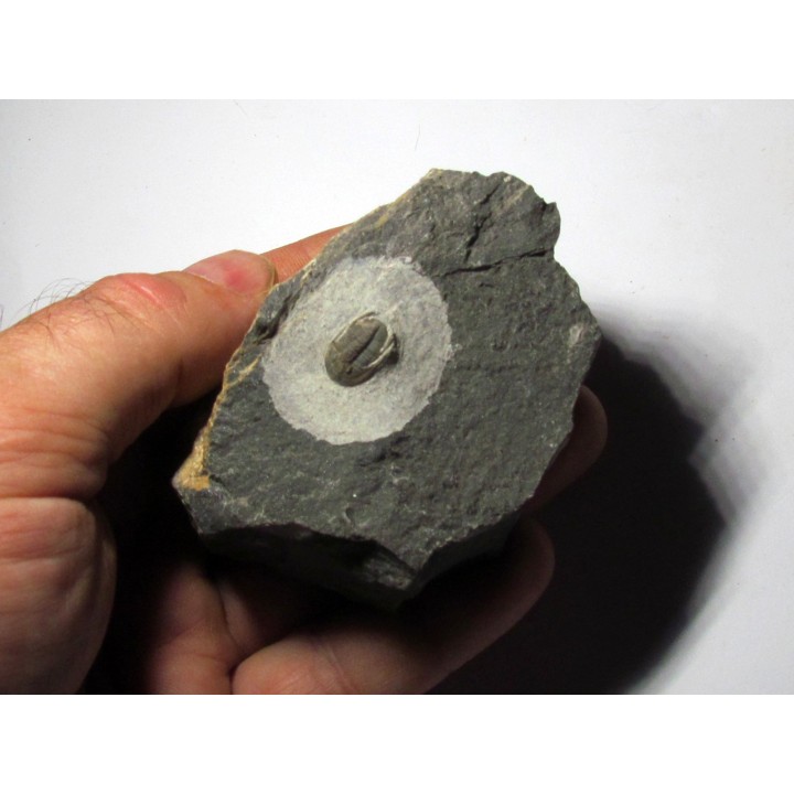 Koneprusites sp.  (3)