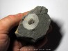 Koneprusites sp.  (3)