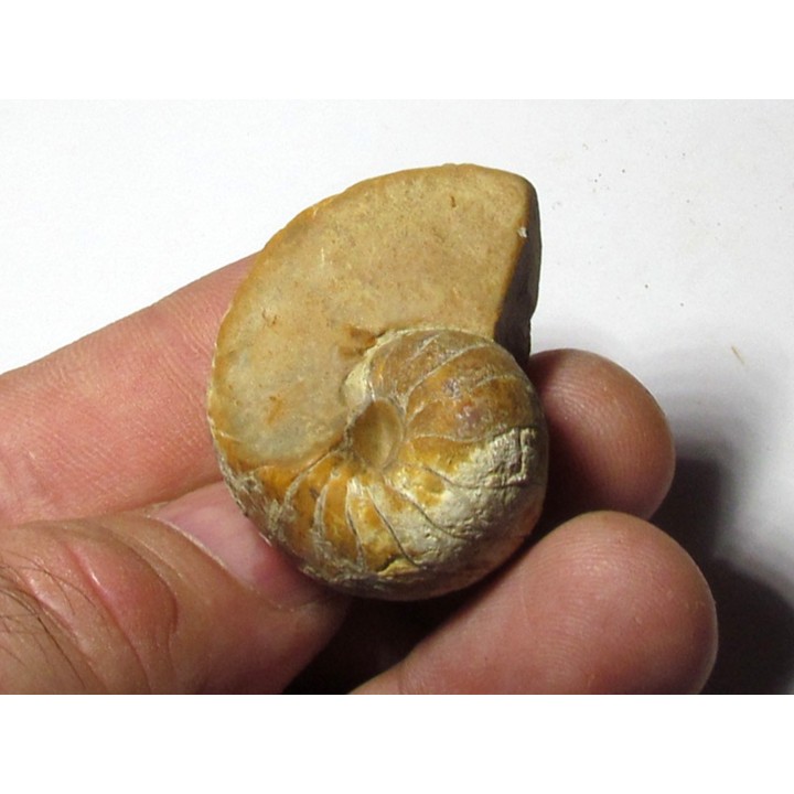 liceras sp. 