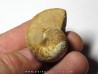 liceras sp. 