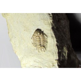 acanthopyge consanguinea