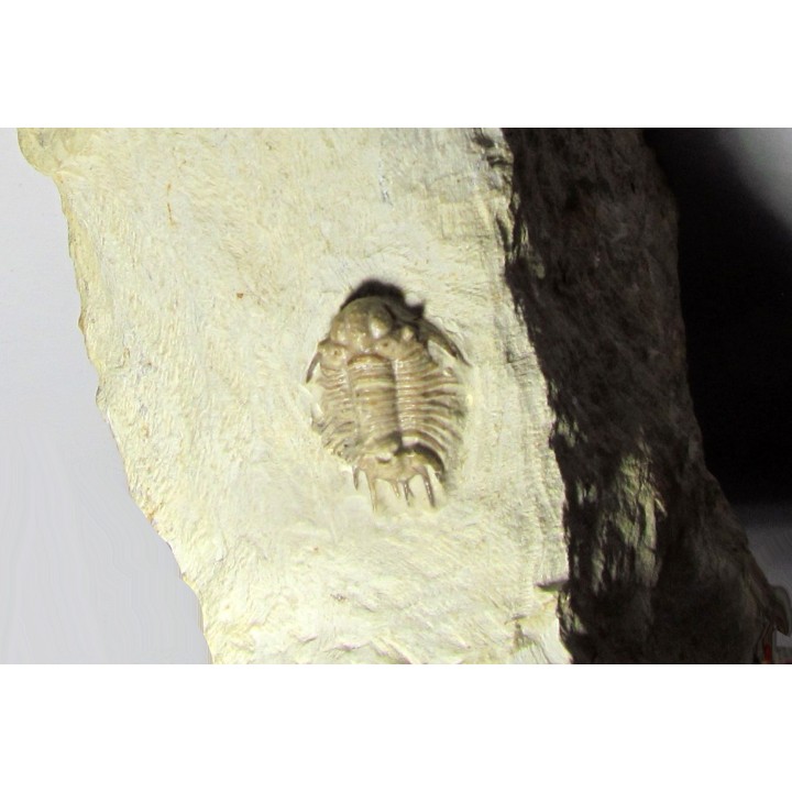 acanthopyge consanguinea