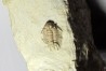 acanthopyge consanguinea