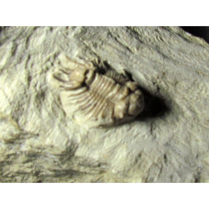acanthopyge consanguinea