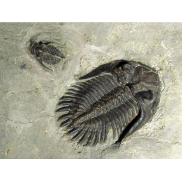 Bbellacartwritghtia callitelesian & Ontarion craspedota 