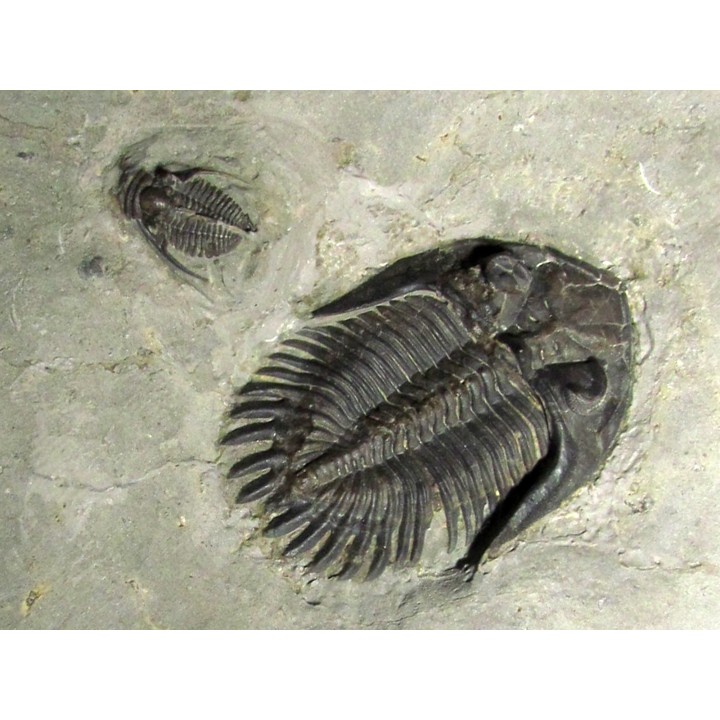 Bbellacartwritghtia callitelesian & Ontarion craspedota 