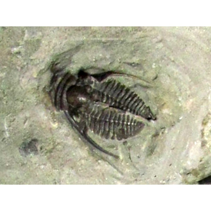 Bbellacartwritghtia callitelesian & Ontarion craspedota 