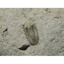 Comptonaspis swallowi
