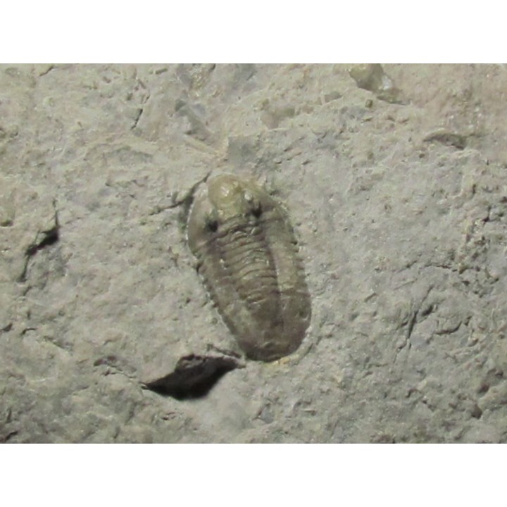 Comptonaspis swallowi