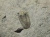 Comptonaspis swallowi